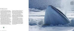 Australian Geographic Photographic & Illustrated-Antarctica