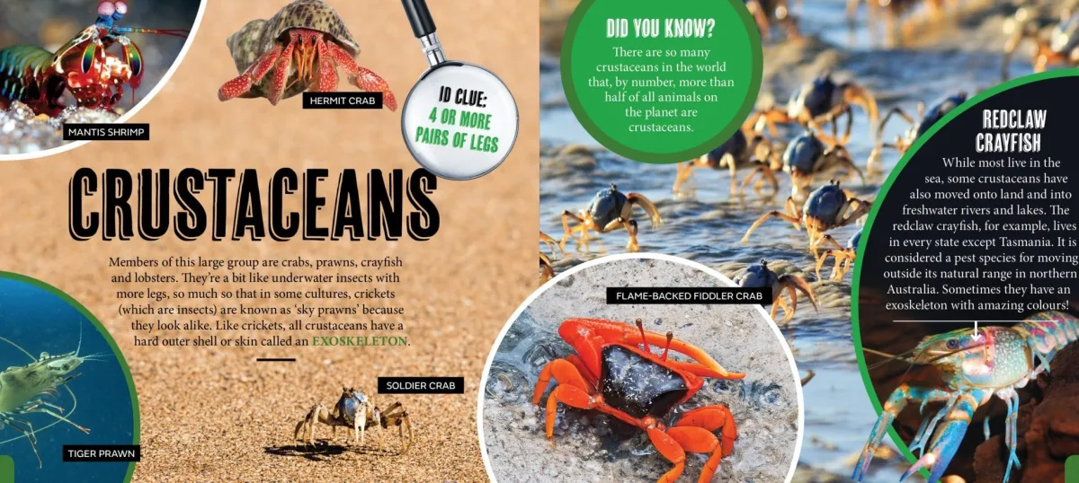 Kids Australian Geographic Animals & Nature|Age 8+-Discover: Minibeasts