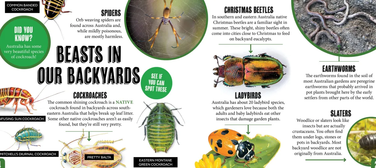 Kids Australian Geographic Animals & Nature|Age 8+-Discover: Minibeasts