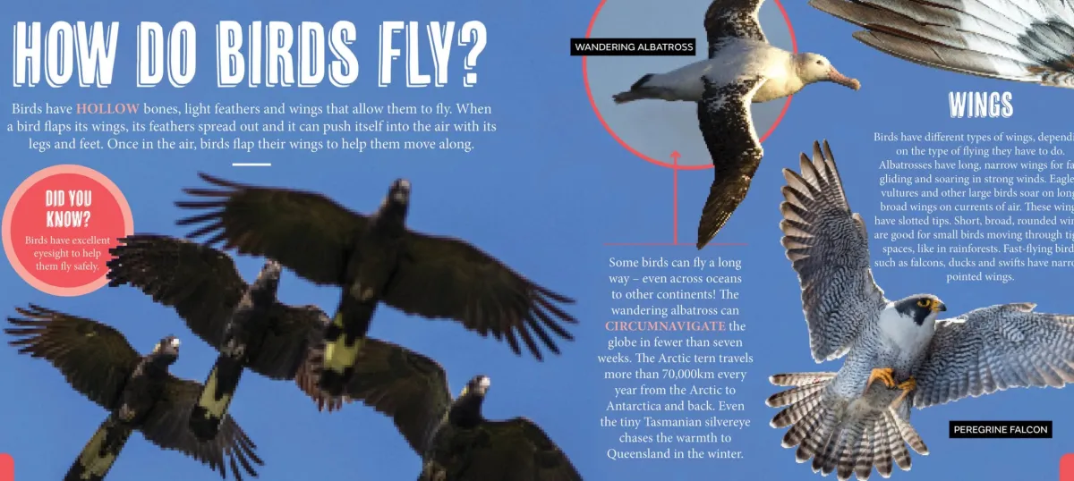 Kids Australian Geographic Animals & Nature|Age 8+-Discover: Aussie Birds