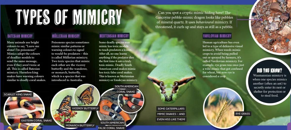 Kids Australian Geographic Animals & Nature|Age 8+-Discover: Animal Mimics