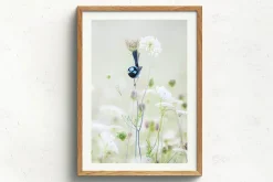 Australian Geographic Photography Prints-Blue Flower' by Charles Davis