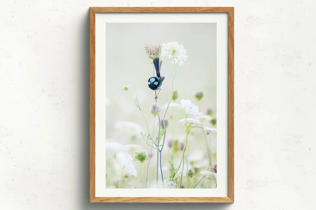 Australian Geographic Photography Prints-Blue Flower' by Charles Davis