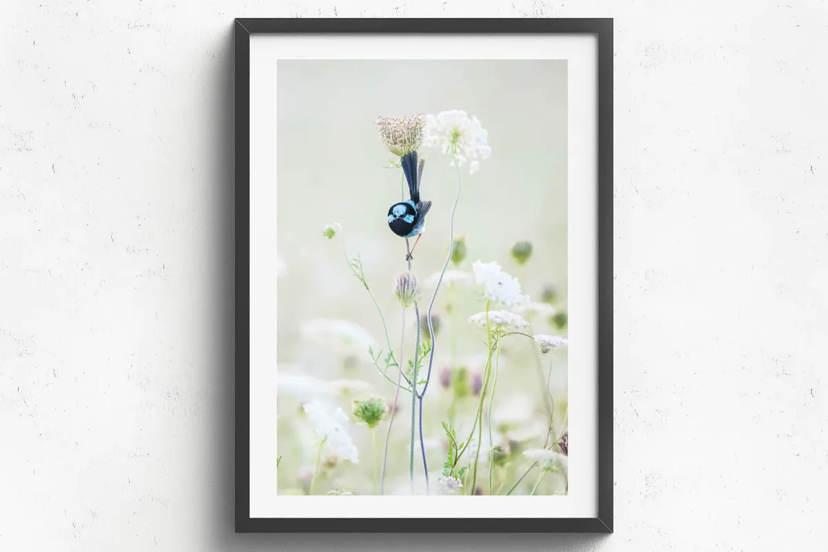 Australian Geographic Photography Prints-Blue Flower' by Charles Davis
