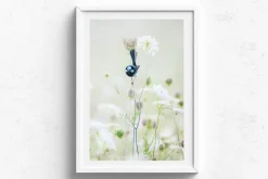Australian Geographic Photography Prints-Blue Flower' by Charles Davis