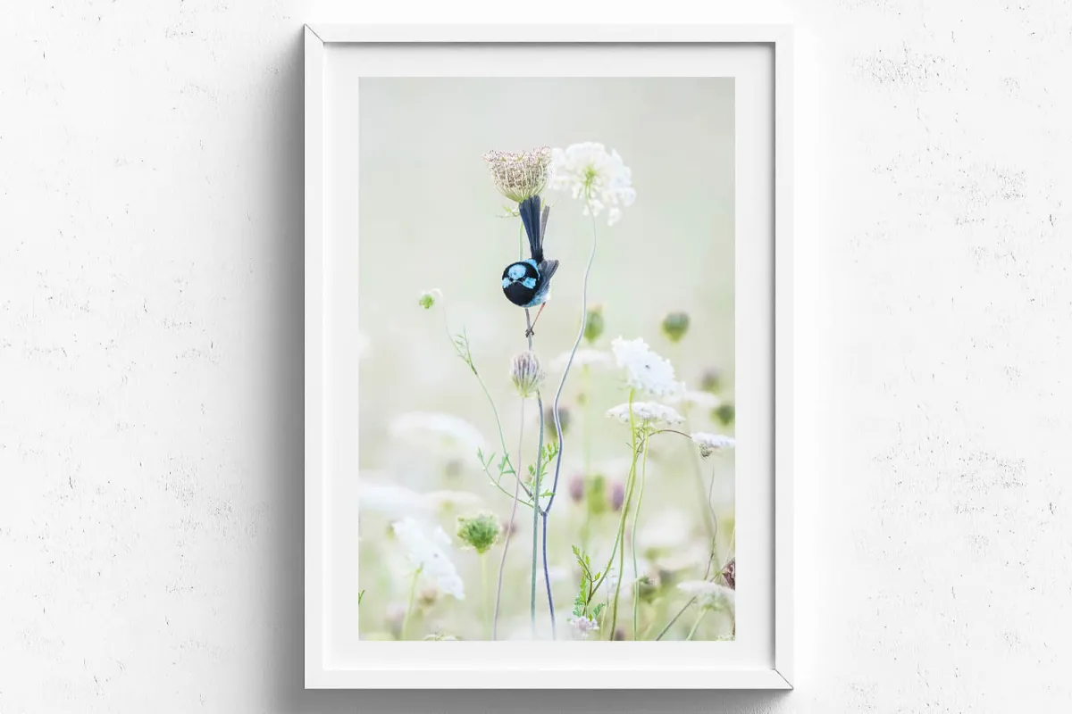 Australian Geographic Photography Prints-Blue Flower' by Charles Davis