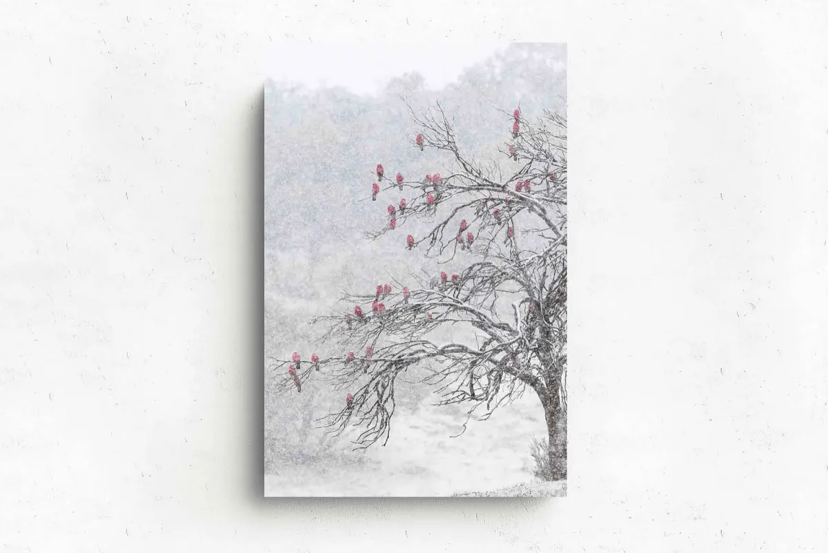 Australian Geographic Photography Prints-Cherry Blossoms' by Charles Davis