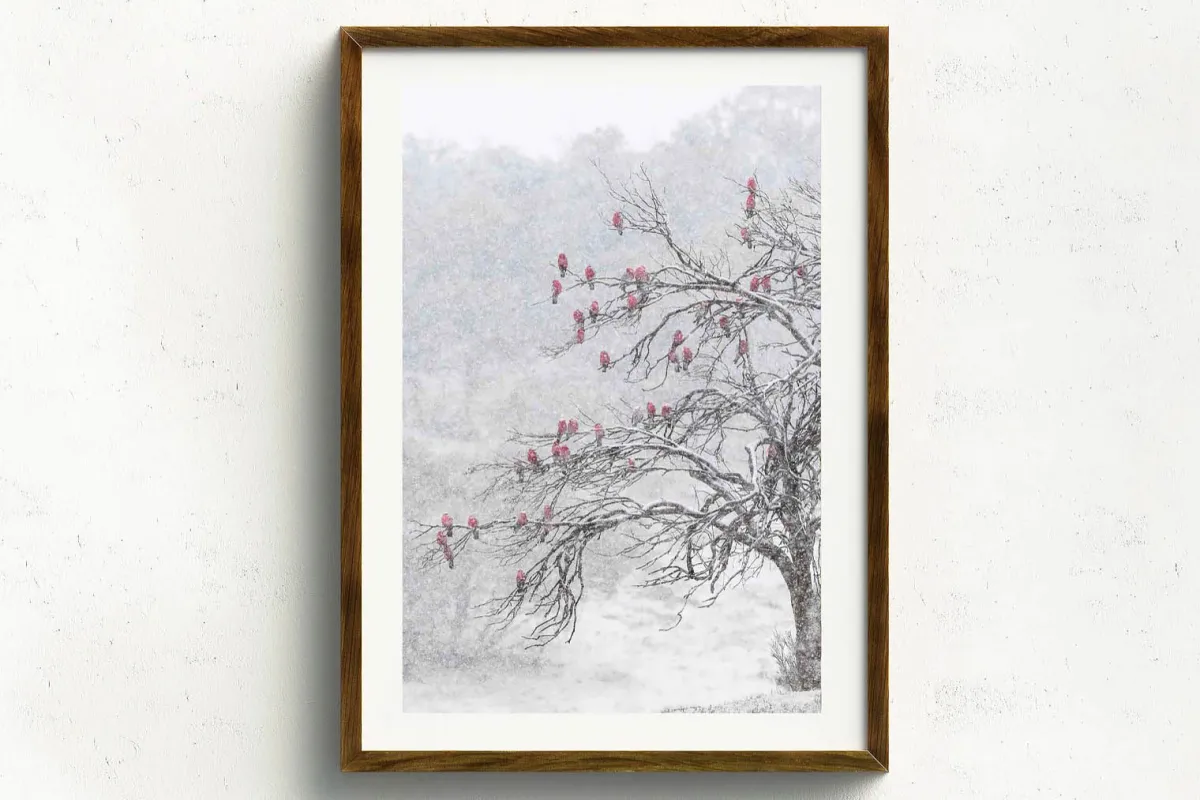 Australian Geographic Photography Prints-Cherry Blossoms' by Charles Davis