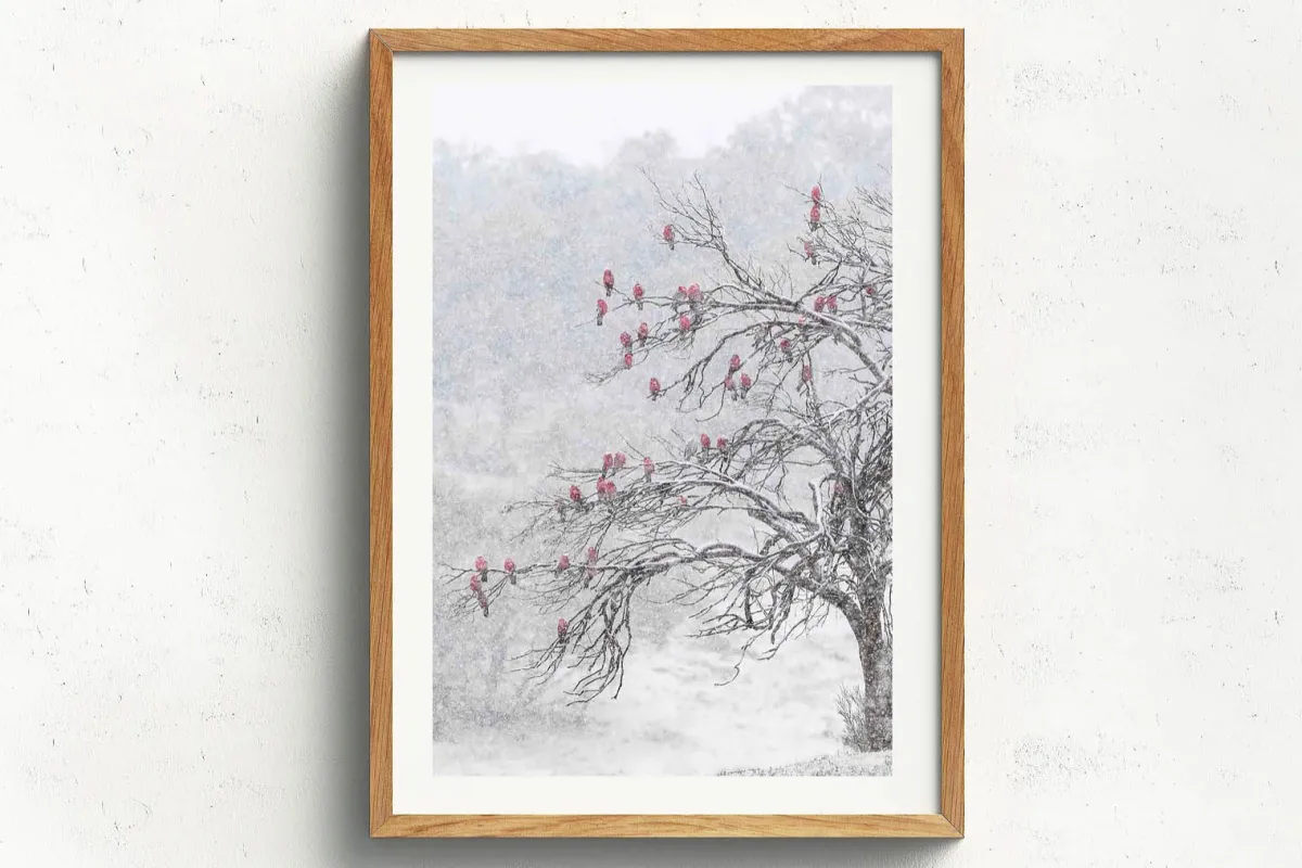 Australian Geographic Photography Prints-Cherry Blossoms' by Charles Davis
