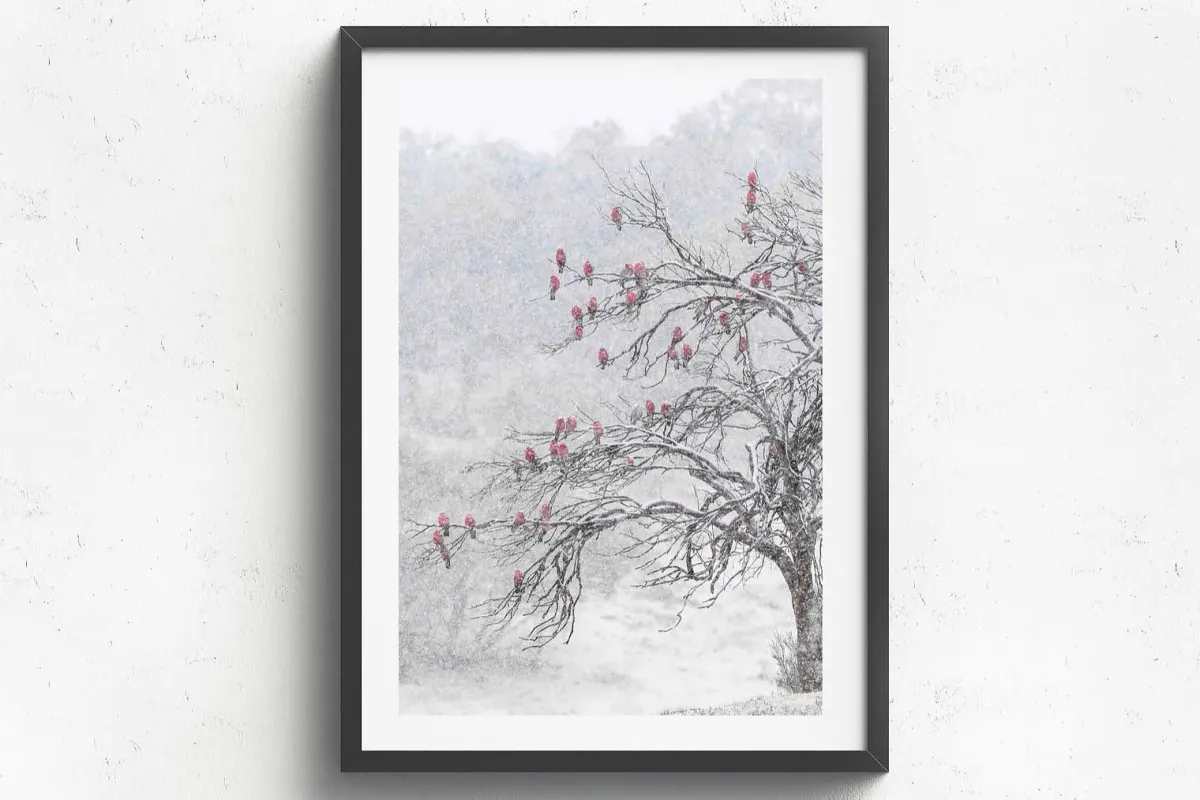 Australian Geographic Photography Prints-Cherry Blossoms' by Charles Davis