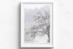 Australian Geographic Photography Prints-Cherry Blossoms' by Charles Davis