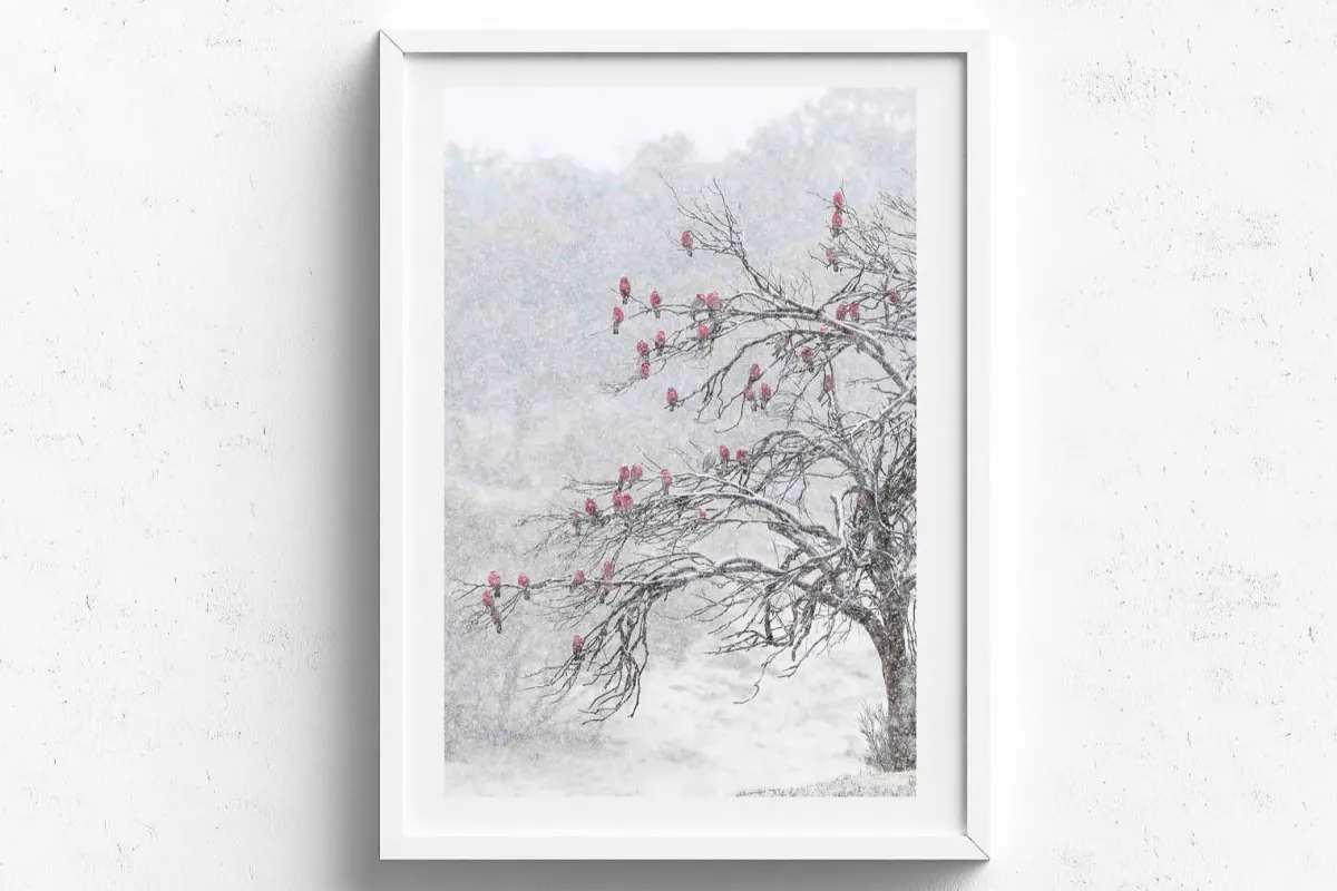 Australian Geographic Photography Prints-Cherry Blossoms' by Charles Davis