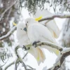 Australian Geographic Photography Prints-Comfort' by Charles Davis