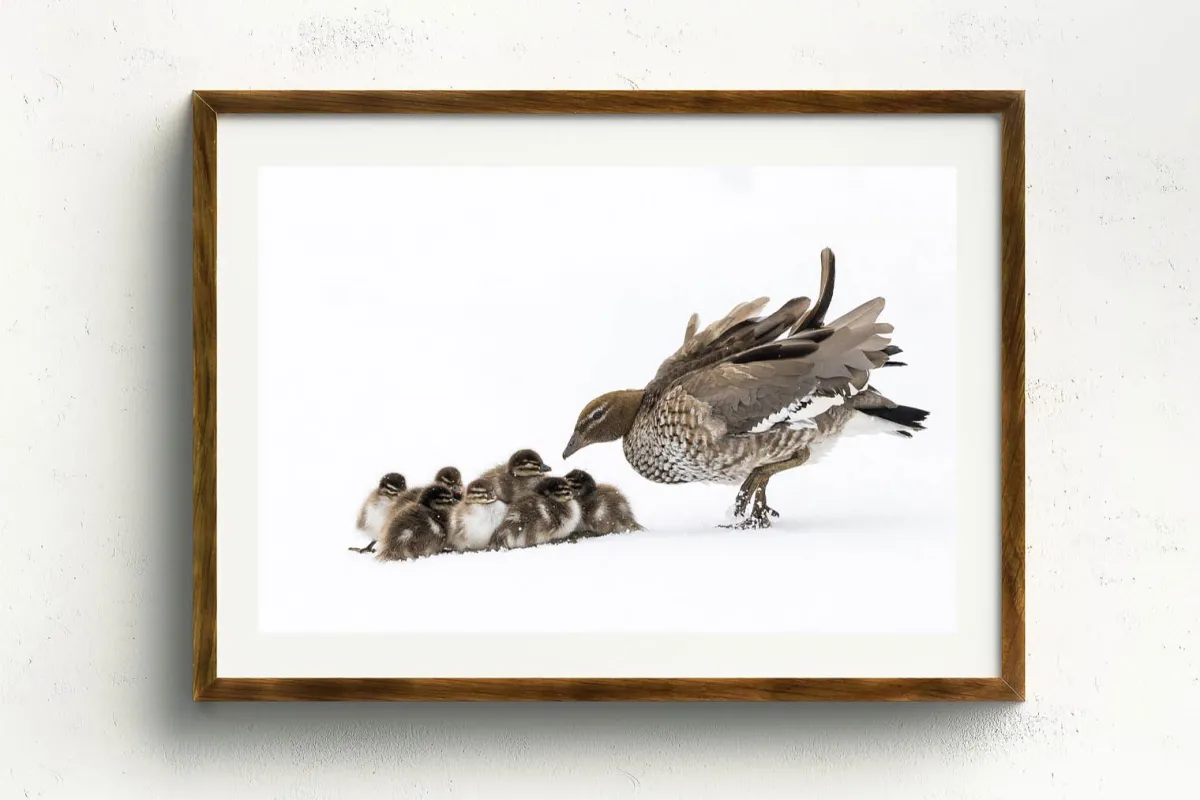 Australian Geographic Photography Prints-Duckling Huddle' by Charles Davis