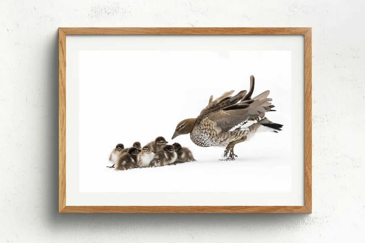 Australian Geographic Photography Prints-Duckling Huddle' by Charles Davis