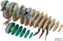 Australian Geographic Puzzles|5-7 Years-Emu 3D Puzzle - by EUGY