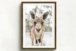 Australian Geographic Photography Prints-Eric' by Charles Davis