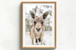 Australian Geographic Photography Prints-Eric' by Charles Davis