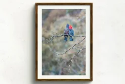 Australian Geographic Photography Prints-Gang Gang Couple' by Charles Davis