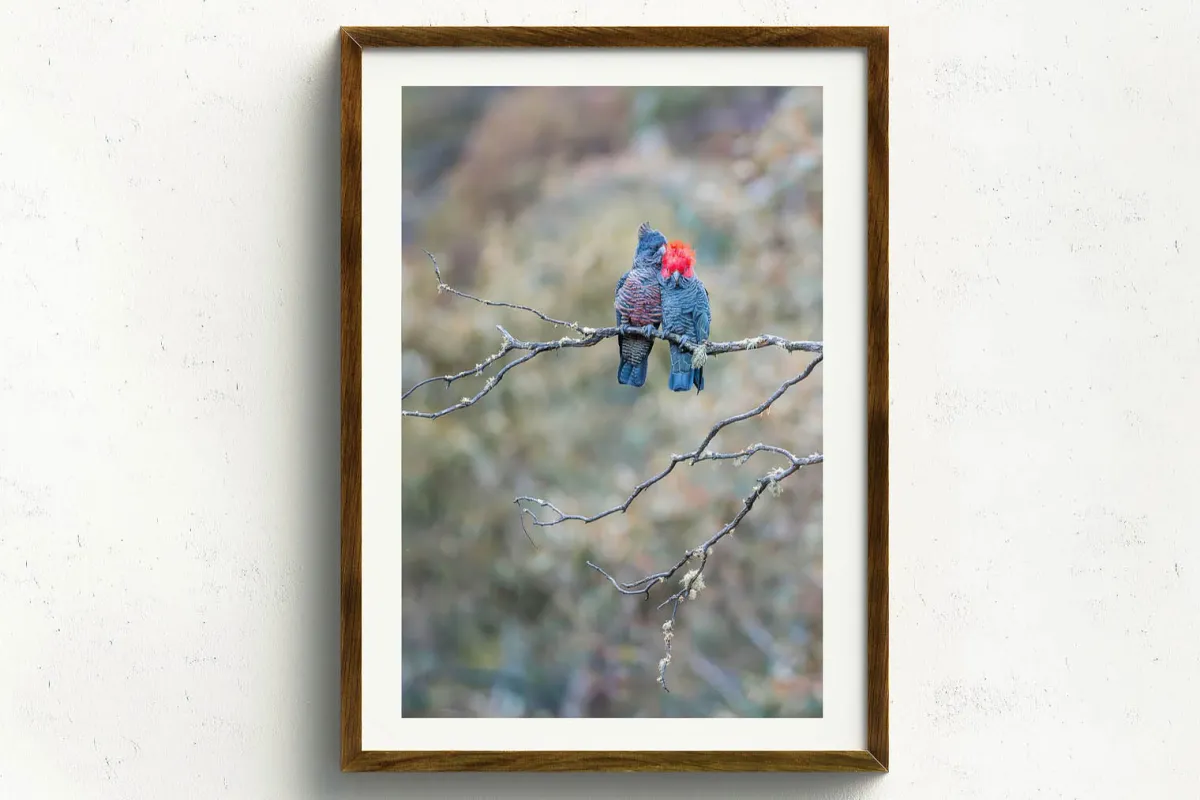Australian Geographic Photography Prints-Gang Gang Couple' by Charles Davis