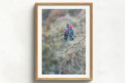 Australian Geographic Photography Prints-Gang Gang Couple' by Charles Davis
