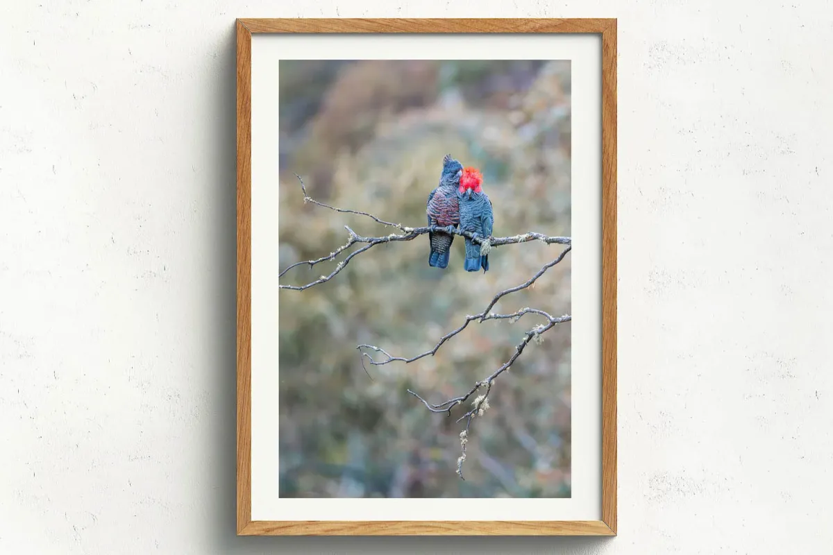 Australian Geographic Photography Prints-Gang Gang Couple' by Charles Davis
