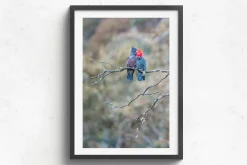 Australian Geographic Photography Prints-Gang Gang Couple' by Charles Davis