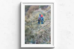 Australian Geographic Photography Prints-Gang Gang Couple' by Charles Davis