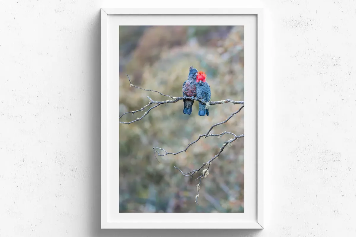 Australian Geographic Photography Prints-Gang Gang Couple' by Charles Davis
