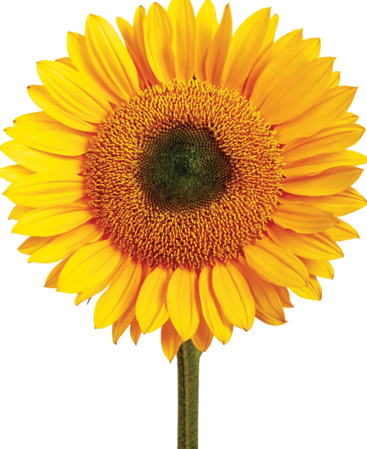 Australian Geographic Garden|5-7 Years-Giant Sunflower