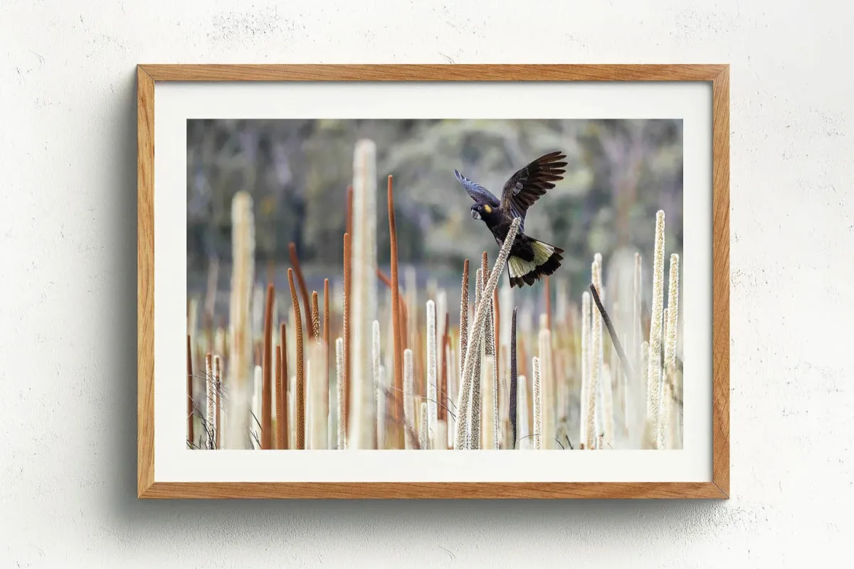 Australian Geographic Photography Prints-Grass Tree Spirit' by Charles Davis
