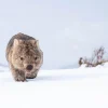 Australian Geographic Photography Prints-Guthega Wombat 2' by Charles Davis