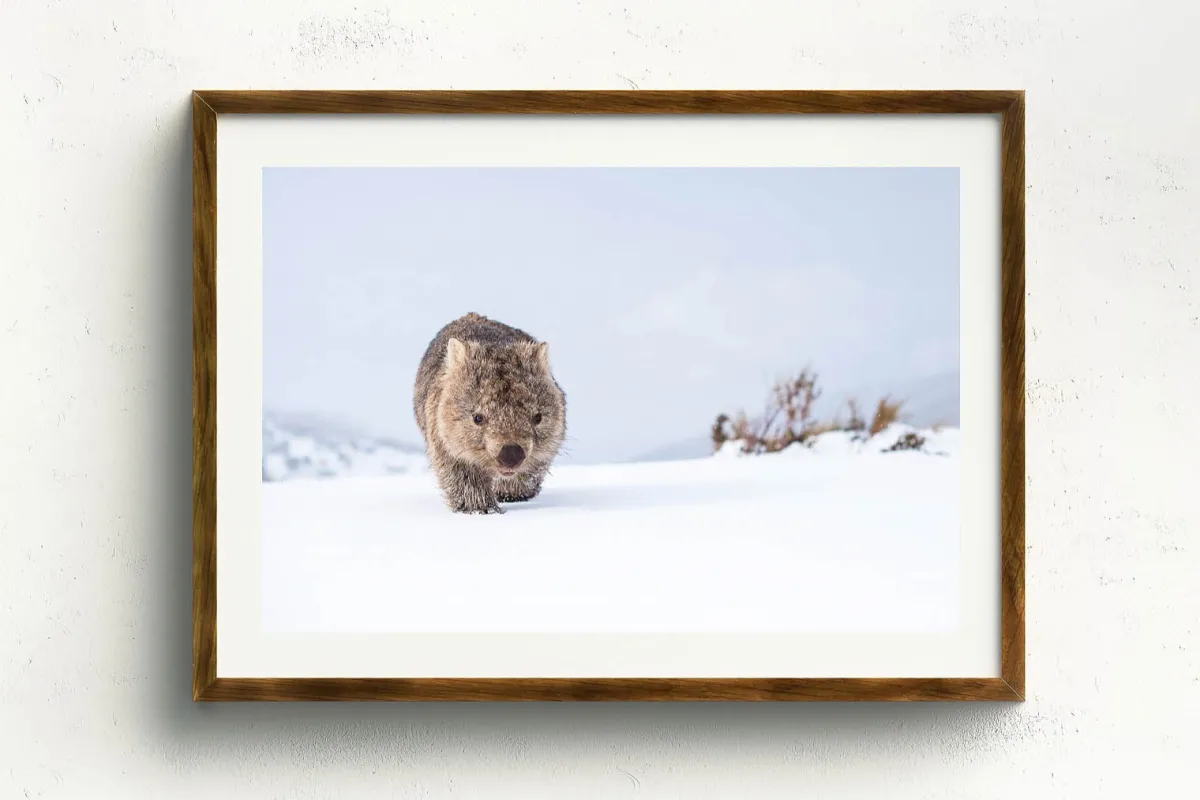 Australian Geographic Photography Prints-Guthega Wombat 2' by Charles Davis