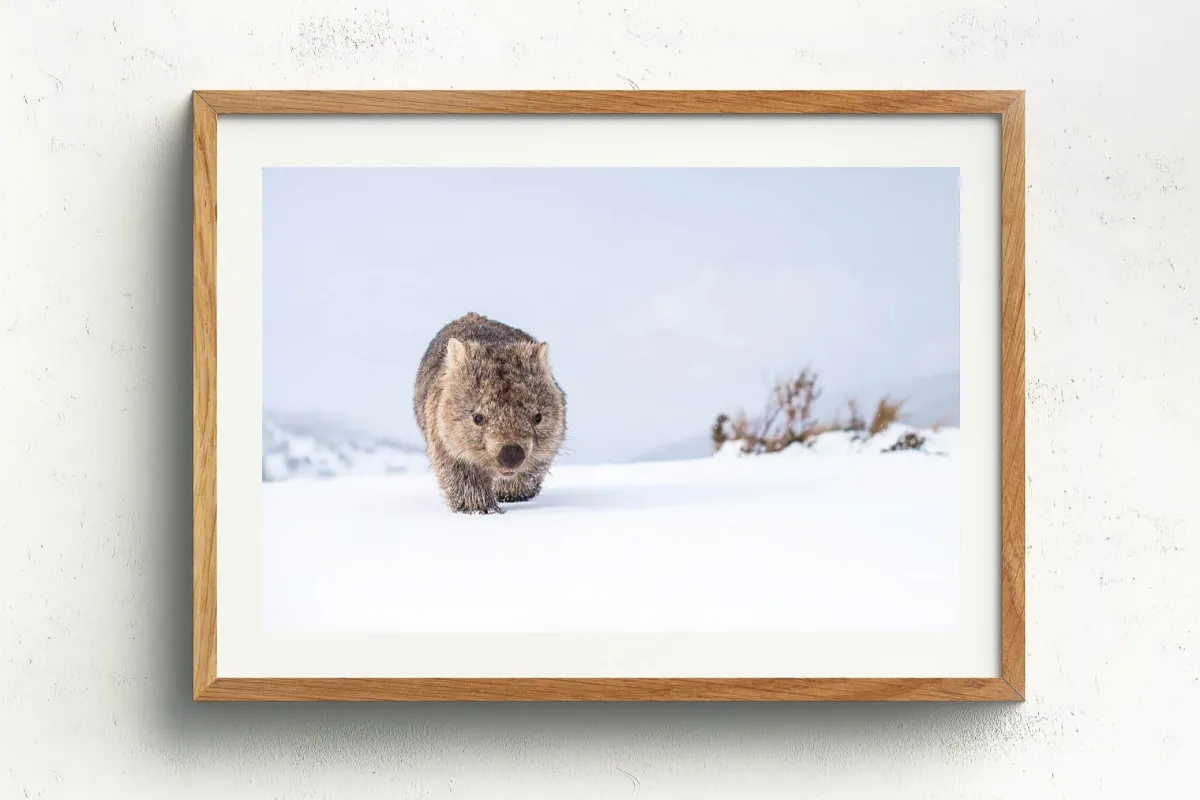 Australian Geographic Photography Prints-Guthega Wombat 2' by Charles Davis