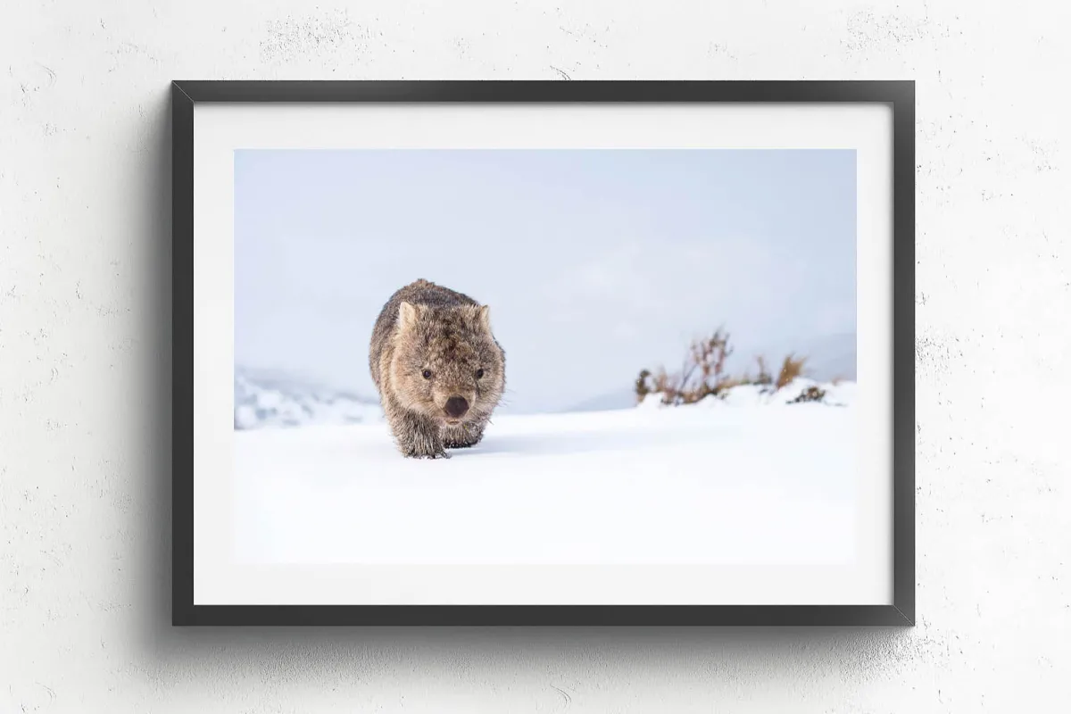 Australian Geographic Photography Prints-Guthega Wombat 2' by Charles Davis