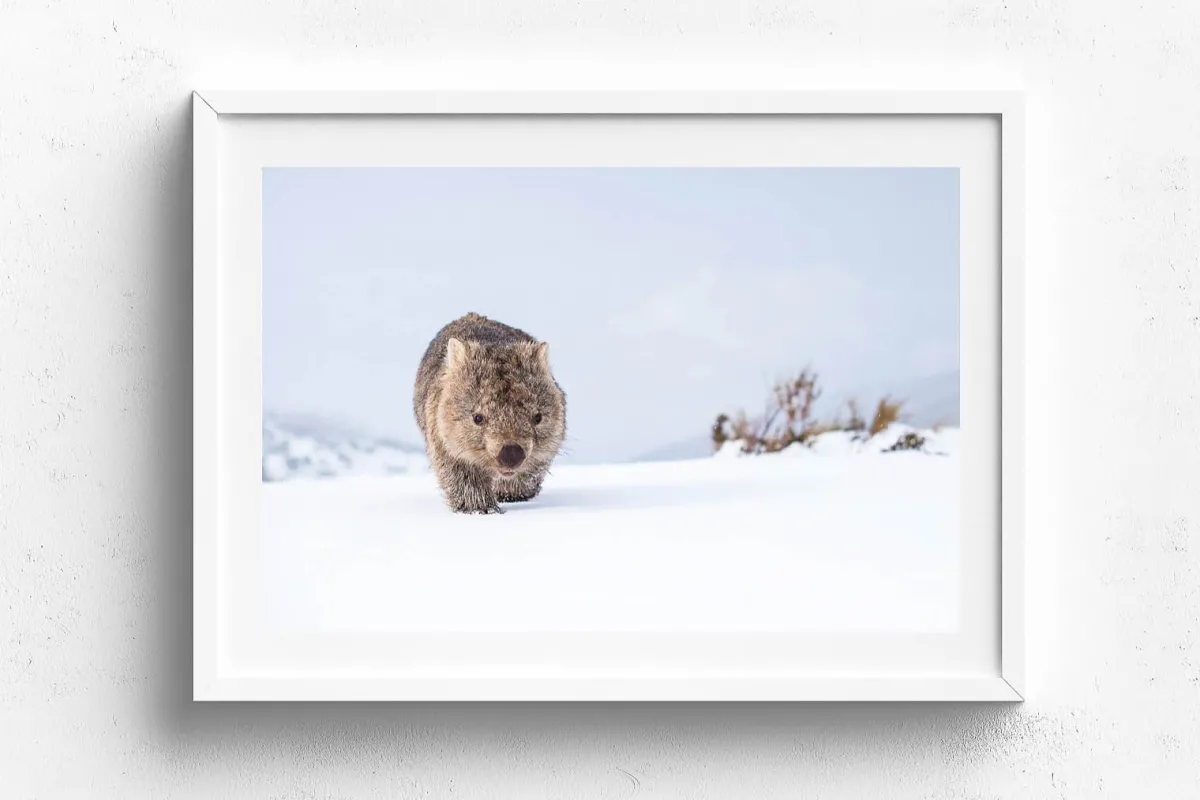 Australian Geographic Photography Prints-Guthega Wombat 2' by Charles Davis