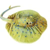 Australian Geographic Plush & Soft Toys|0-24 Months-Living Ocean Blue Spotted Ray
