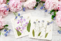 Australian Geographic 5-7 Years|Arts & Crafts-4M: Green Science: Pressed Flower Art