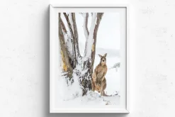 Australian Geographic Photography Prints-Peekaboo' by Charles Davis