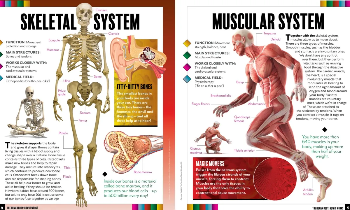 Kids Australian Geographic Educational|Science-The Human Body